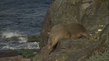 Australian Sea Lion at the water's edge