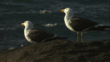 Pair of Pacific Gulls taking off from a rock