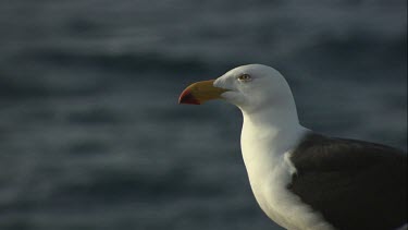 Paific Gull perched on a rock