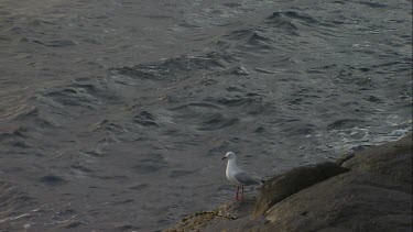 Gull perched on a rock