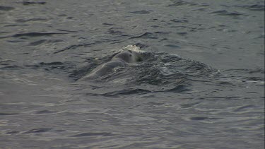 Australian Sea Lion swimming at the surface