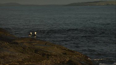 Pair of Pacific Gulls perched on a rock