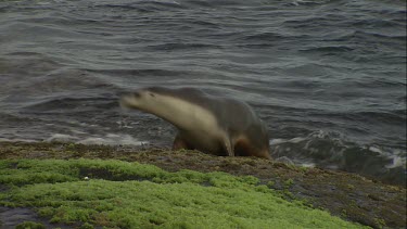 Australian Sea Lion climbing algae-covered rocks
