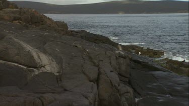 Australian Sea Lion waddling up the rocks