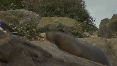 Australian Sea Lions on shore