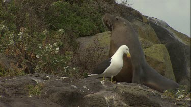 Australian Sea Lion and Gull on shore