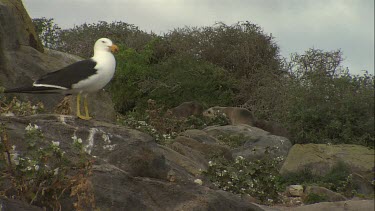 Australian Sea Lions and Gull on shore