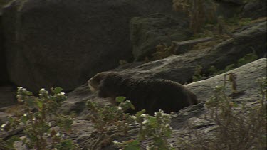 Pair of Australian Sea Lion pups waddling on shore