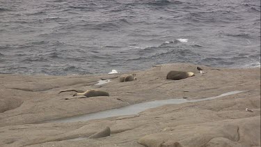 Australian Sea Lions lying on shore