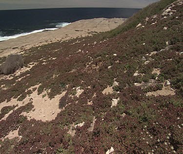 South Australia ocean and a rocky shore