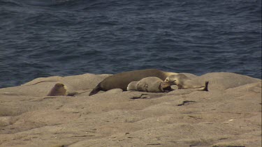 Australian Sea Lions lying on the rocks