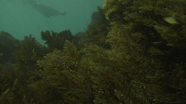 Australian Sea Lions swimming underwater