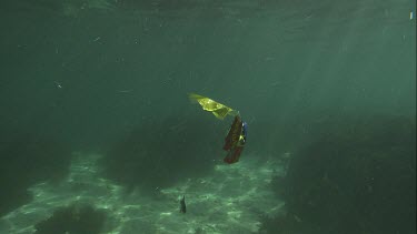 Australian Sea Lion trying to eat a foil bag underwater