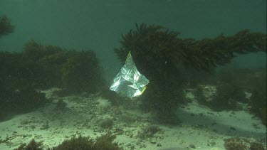 Australian Sea Lion trying to eat a foil bag underwater