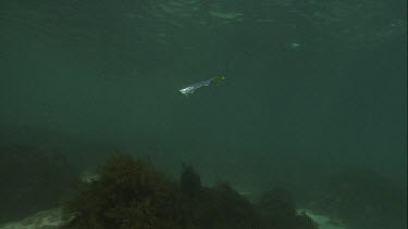 Australian Sea Lion trying to eat a foil bag underwater