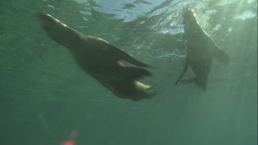 Australian Sea Lions swimming with snorkeler underwater