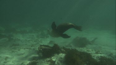 Australian Sea Lions swimming underwater