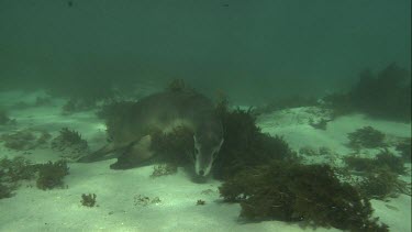 Close up of Australian Sea Lion swimming underwater