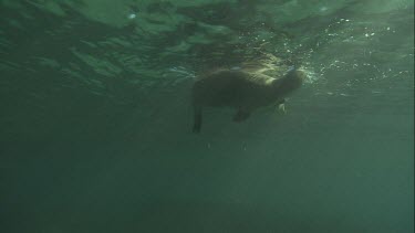 Australian Sea Lions swimming underwater