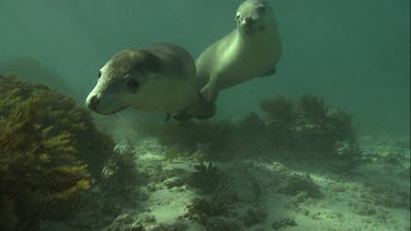 Close up of Australian Sea Lions swimming underwater