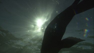 Silhouette of Australian Sea Lion swimming underwater