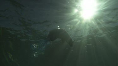 Silhouette of Australian Sea Lion swimming underwater