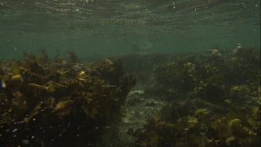 Australian Sea Lion swimming along the ocean floor