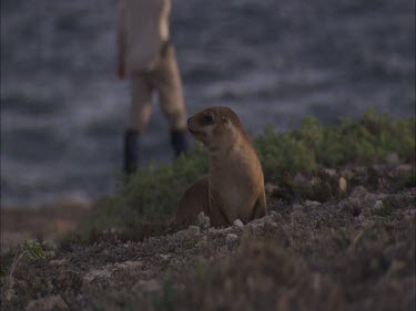 People walking behind an Australian Sea Lion on shore