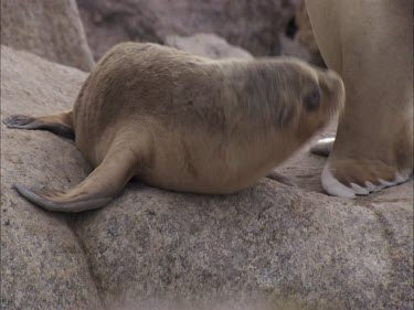 Australian Sea Lion pup sitting up on shore