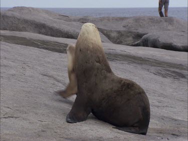 Pair of Australian Sea Lions on shore