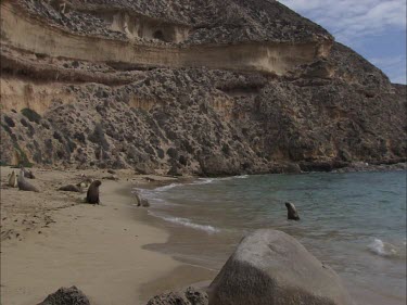 Australian Sea Lions on the beach