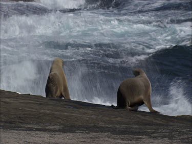 Australian Sea Lions at the water's edge and sliding in