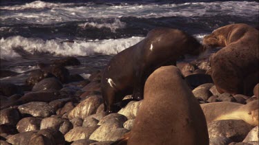 Australian Sea Lion colony on shore