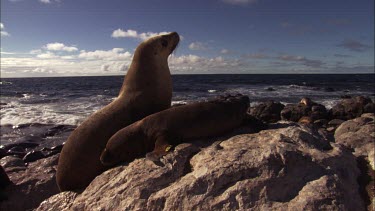 Australian Sea Lion and pup on shore