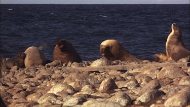 Australian Sea Lion colony on shore