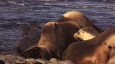 Australian Sea Lions and pups on shore