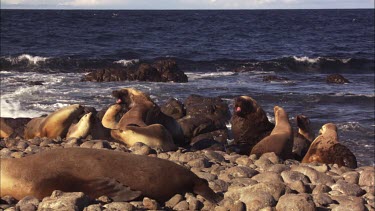 Australian Sea Lion colony at the water's edge