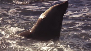 Australian Sea Lion sitting and swimming in the water