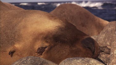 Close up of Australian Sea Lion resting on shore