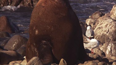 Close up of an Australian Sea Lion on shore