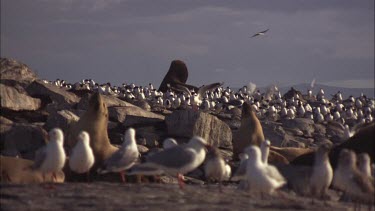 Australian Sea Lions, Sea Gulls and Caspian Tern on shore