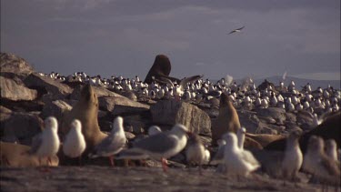 Australian Sea Lions, Sea Gulls and Caspian Tern on shore