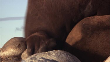 Australian Sea Lions mating on shore