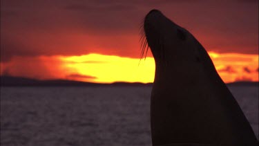 Close up of Australian Sea Lion head at sunset