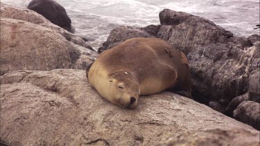 Australian Sea Lions on shore