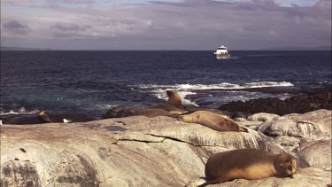 Boat passing an Australian Sea Lion on shore