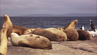 Australian Sea Lions and Pied Cormorants on shore