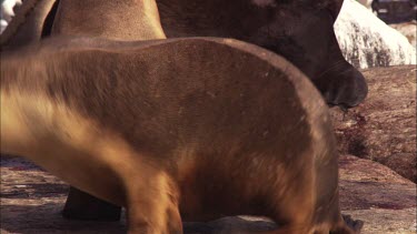 Australian Sea Lion with pup after giving birth