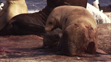 Australian Sea Lion with pup after giving birth