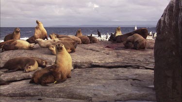 Australian Sea Lions on shore after a birth